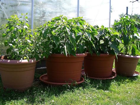 Maybe you would like to learn more about one of these? Hier noch ein paar Fotos von meinen Chilis im Garten