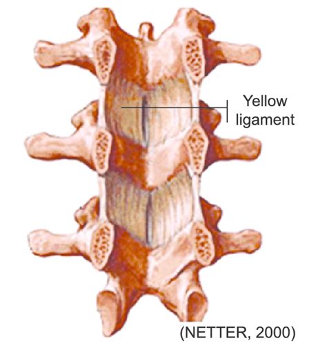 The ligamenta flava (singular, ligamentum flavum, latin for yellow ligament) are a series of ligaments that connect the ventral parts of the laminae of adjacent vertebrae. -Topographic anatomy of the ligamentum flavum. Source ...