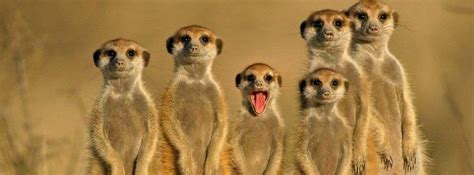 Pics Photos Funny Animal Facebook Covers