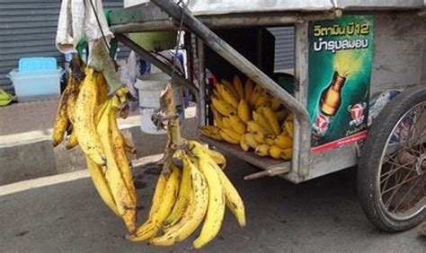 Ten Strange And Unusual Types Of Bananas You Wont Believe Are Real