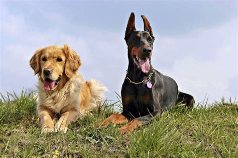Free Images Dogs Vertebrate Dog Breed Doberman Dog Walking