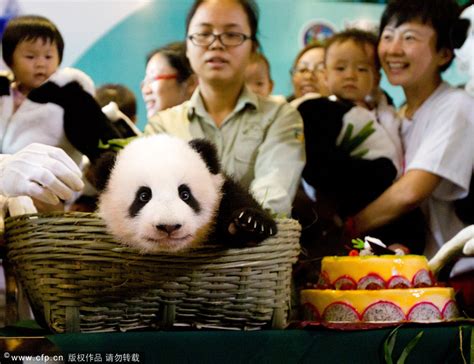 Party Held For Guangdongs First Native Born Baby Panda Cn