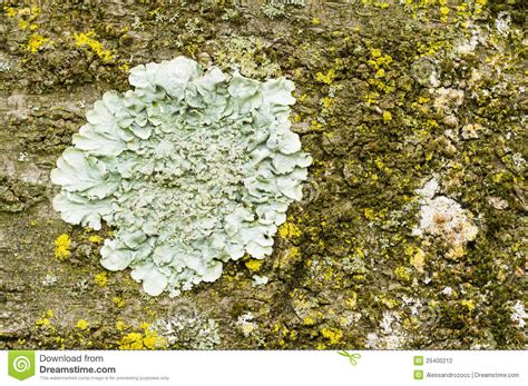 Lichens Of Different Colors Stock Photo Image Of Lichen Plant 29400212