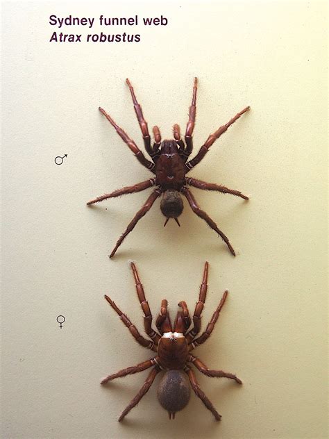 Female black widows are about 1.5 inches long. Sydney funnel-web spider - Wikipedia
