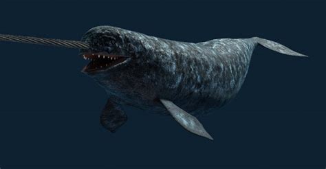 Maya Narwhal Whale