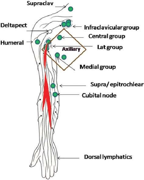 Lymphatic Drainage Of Upper Limb With Rectangular Area Highlighting The