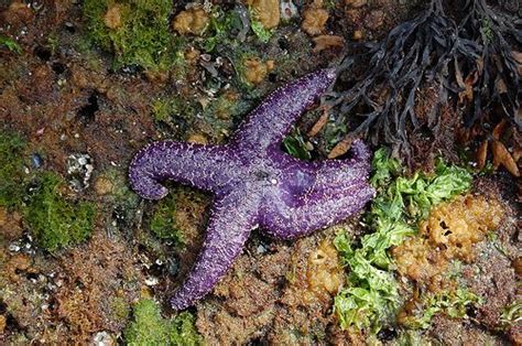 Purple Ochre Sea Star Pisaster Ochraceus Hornby Island There Was