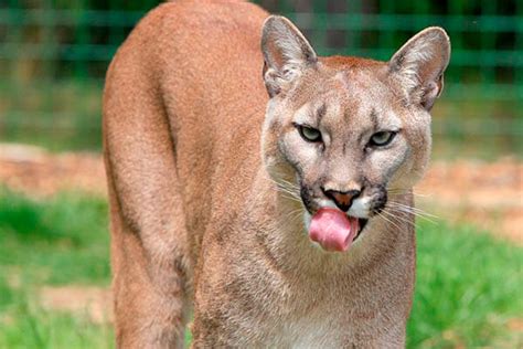 How Long Do Cougars Live