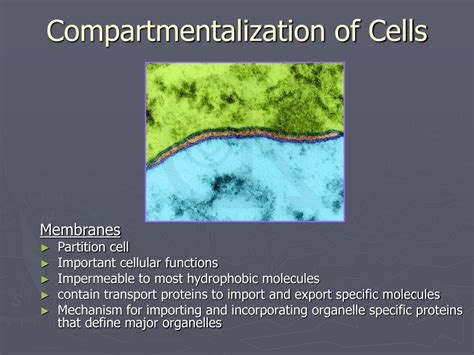 Ppt Intracellular Compartments And Protein Sorting Powerpoint
