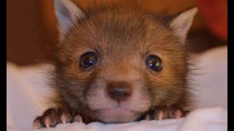 90 Seconds Of Adorable Baby Foxes Red Fox Cubs Being