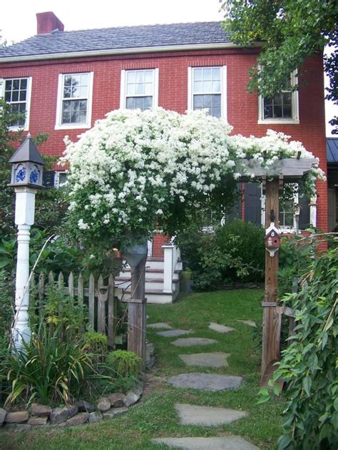 Fast Growing Climbing Plants To Decorate Your House 19