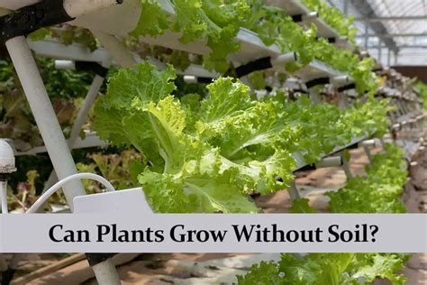 Can Plants Grow Without Soil Green Thumb Central