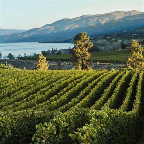 Discover The Wines Wineries And Vineyards Of British Columbia Wine Bc
