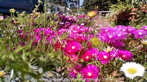 Ground Cover Plants For Sunny Areas