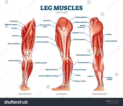 Leg Muscle Images Stock Photos D Objects Vectors Shutterstock