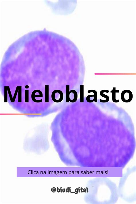 Mieloblasto Biologia Hematologia Medicina