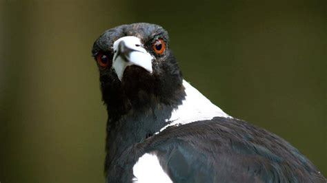Magpie Season Starts Early In Central Queensland Warm Winter May Be To