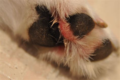 All About Raw Paw What Is It And How Did Your Dog Get It Now What