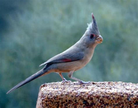 The Mythical Blue Cardinal Daily Birder
