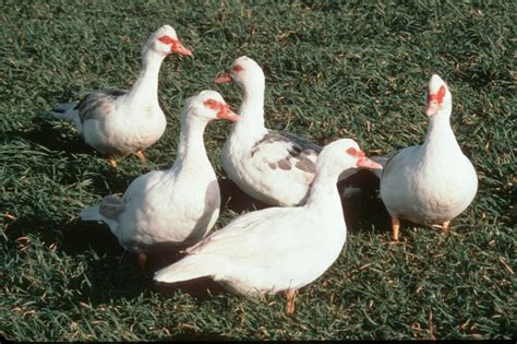 What Is A Muscovy The Hissing Duck You Might Want To Add To Your Flock