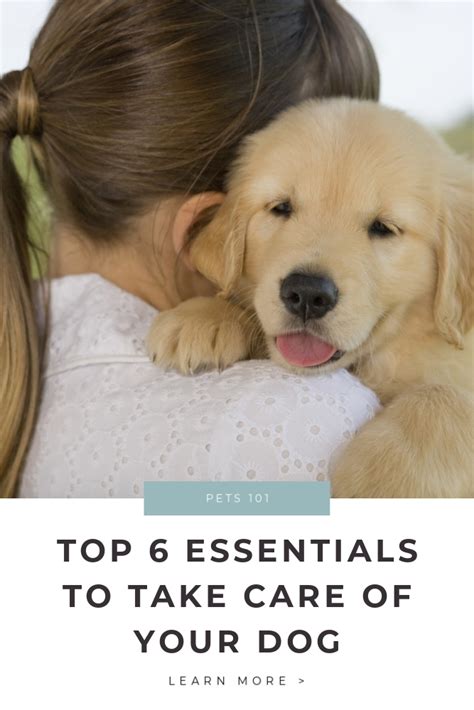 Top 6 Essentials To Take Care Of Your Dog This Moms Confessions