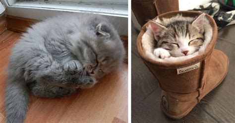 22 Sleepy Kittens Doing What They Do Best Sleep Bored