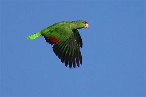 Flying Red Crowned Parrot 10000 Birds