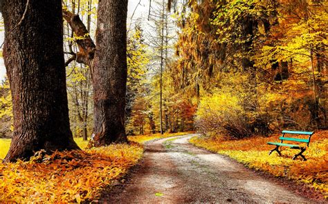 Park Autumn Nature Trees Yellow Leaves Road Bench Frost Wallpaper