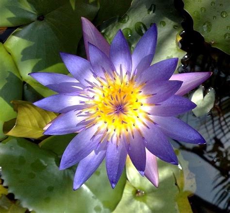 Blue Water Lily Nymphaea Nouchali Blue Star Perennial Etsy