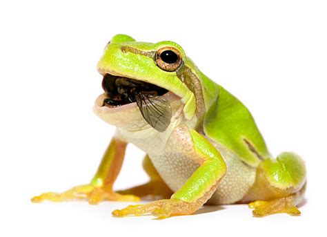 Frog Eating Fly Photos Stock Photos Pictures And Royalty Free Images