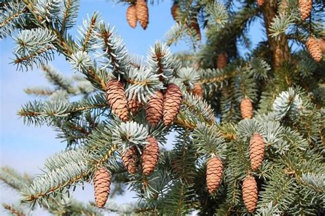Picea Omorika × Pungens Troemner Troemner Hybrid Spruce Conifer