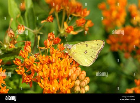Clouded Sulphur Butterfly On Butterfly Weed Stock Photo Alamy