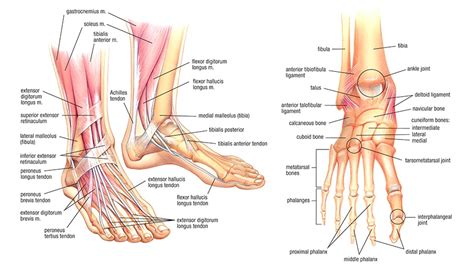 Tendons and ligaments are complex structures and have different anatomical and dynamic properties. Foot Anatomy - (Find Out How What Is In That Amazing Foot ...