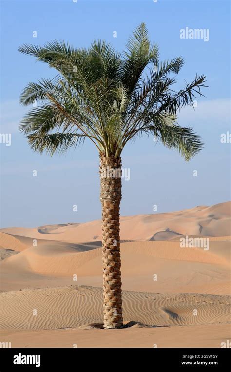 United Arab Emirates Abu Dhabi Palm Tree In The Desert Of Liwa With