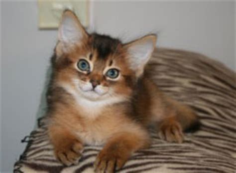 Its color becomes lighter as it gets older and the ticking turns to be. Joylincar Somali and Abyssinian Kittens for Sale