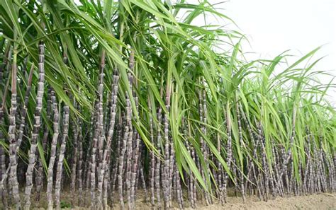 Long Sugar Cane Complete Information Including Health Benefits
