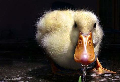 Amerikansk pekin duck illustration, cartoon duck s, 3d, 3d tegneserie solbriller, amerikanske pekin png. Baby Pekin Duck 2 | Duck and ducklings, Pet ducks, Pekin duck