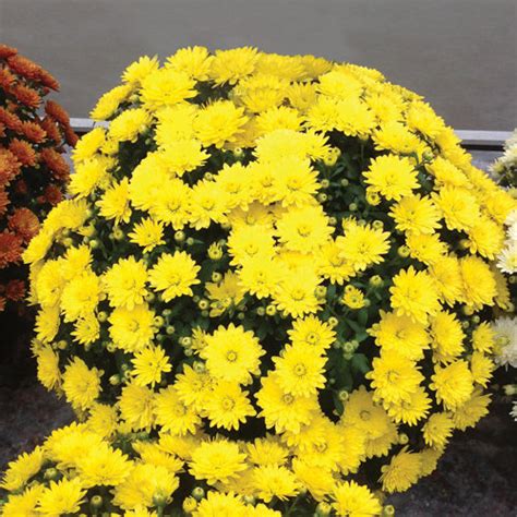 Then i slap myself on the forehead, take a deep breath and cry you should have planted these in may! Paradiso Yellow Garden Mum - Chrysanthemum grandiflorum ...