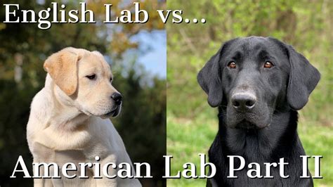 English Vs American Labrador Retrievers Part 2 Youtube