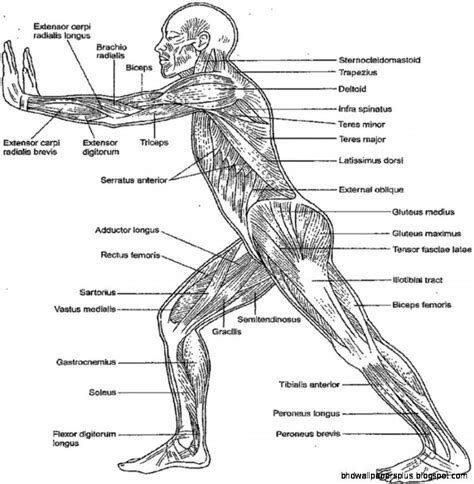 Is there a coloring page for brain anatomy? Anatomy Coloring Pages Heart - Coloring Home