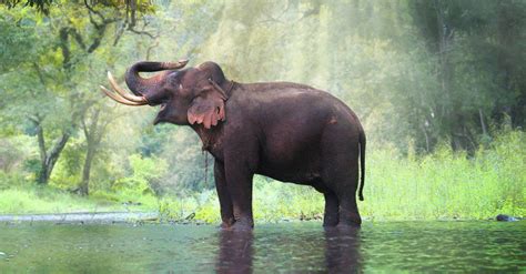 10 Incredible Asian Elephant Facts - AZ Animals