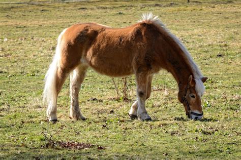 Free Images Nature Grass Field Meadow Prairie Green Herd