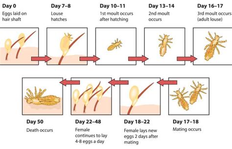 What Is Head Lice Life Cycle How Long Do They Survive