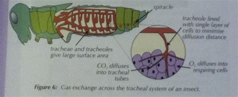 Gas Exchange In Insects Terrestrial Insects A2 Biology