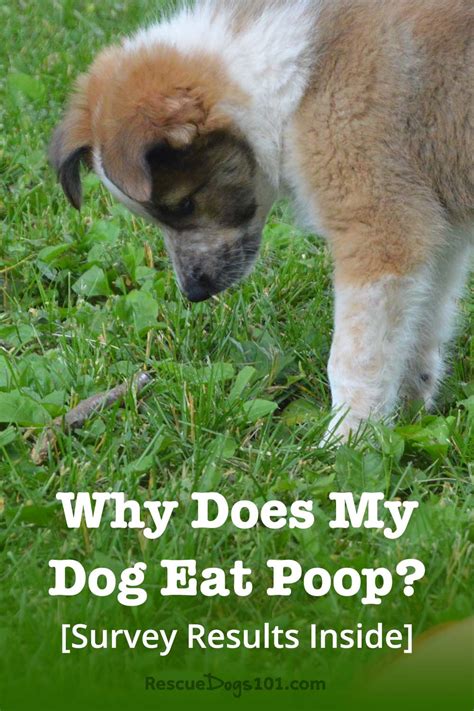 Why Does My Dog Eat Poop And How To Stop It