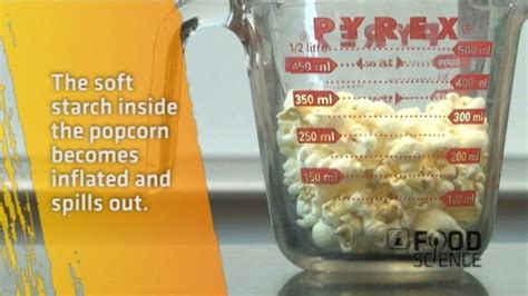 Food Science Experiments What Makes Popcorn Pop