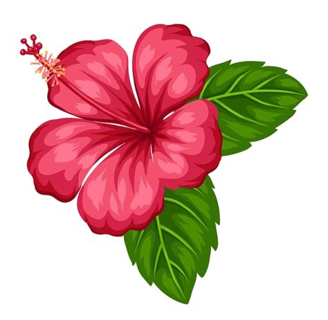 Hibiscus Png Transparent Images Free Download Pngfre