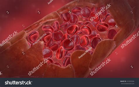 Blood Vessel Erythrocytes Red Blood Cells ภาพประกอบสต็อก 101033326