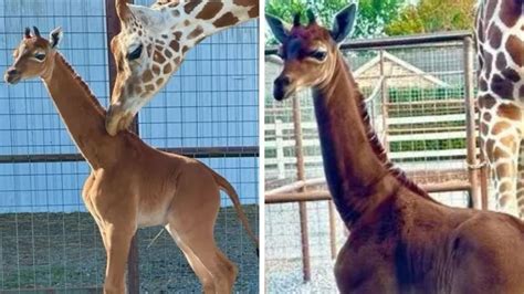 Rare Giraffe Born Without Spots In Tennessee Zoo Is Only One In The