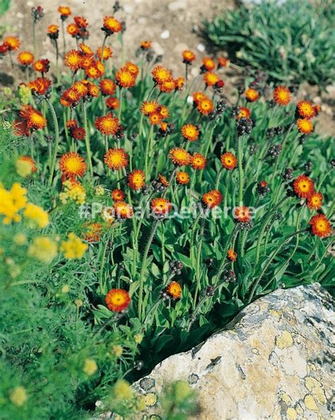 Ordinazione delle fioriere per piante da siepe. Hieracium aurantiacum: piante perenni fiorifere da giardino